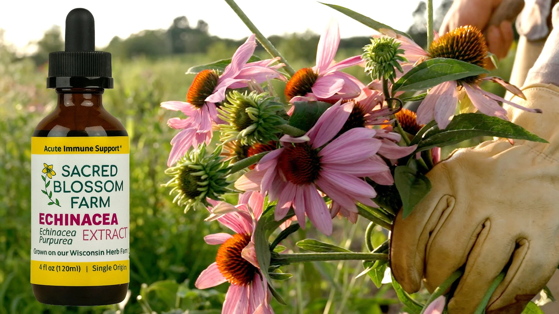 BioAroma Echinacea Extract 2本セット Farm Fresh Echinacea Purpurea Extract — Sacred Blossom Farm